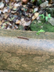 Helicorthomorpha holstii