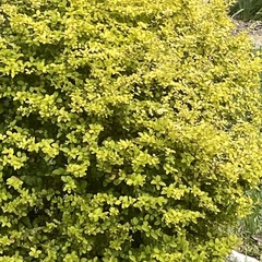 Buxus microphylla