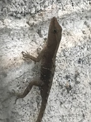 Anolis uniformis