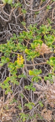 Sedum praealtum