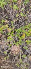 Sedum praealtum