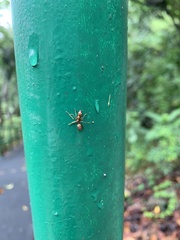Oecophylla smaragdina