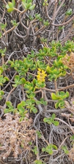 Sedum praealtum