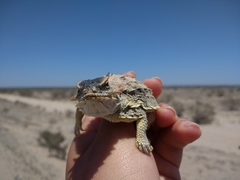 Phrynosoma cerroense