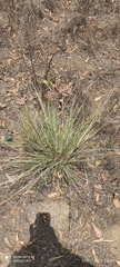 Muhlenbergia macroura