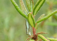 Crambus pascuella