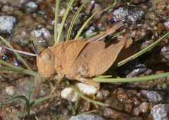 Tomonotus ferruginosus