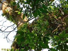 Pholidota cantonensis