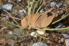 Tomonotus ferruginosus