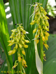 Calanthe lyroglossa