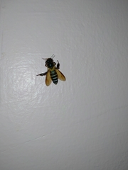 Apis dorsata breviligula