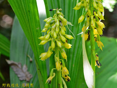 Calanthe lyroglossa