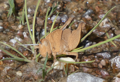 Tomonotus ferruginosus