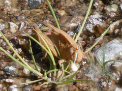 Tomonotus ferruginosus