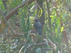 Turdus chiguanco