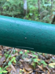Gastropoda