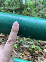 Gastropoda