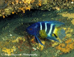 Hypoplectrodes annulatus