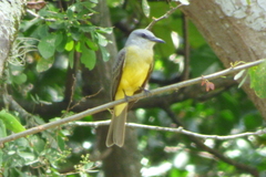 Tyrannus melancholicus