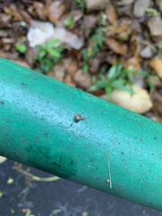 Gastropoda