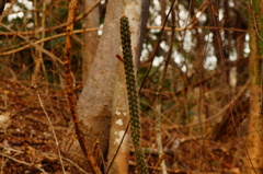Acanthocereus oaxacensis