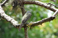 Tyrannus melancholicus