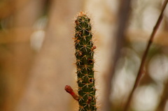 Acanthocereus oaxacensis