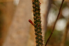 Acanthocereus oaxacensis
