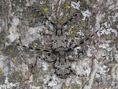 Spotted Tree Borer photo 5