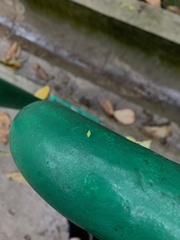 Insecta