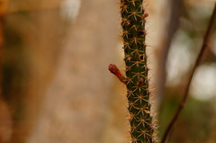 Acanthocereus oaxacensis