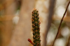 Acanthocereus oaxacensis
