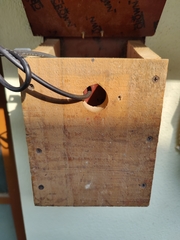 Vandeleuria oleraceus