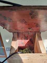 Vandeleuria oleraceus