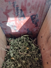 Vandeleuria oleraceus