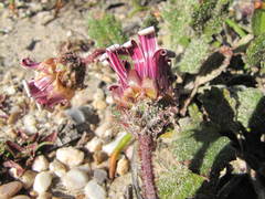 Arctotis bellidifolia