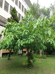Ficus caulocarpa