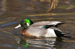 Anas platyrhynchos × Mareca americana