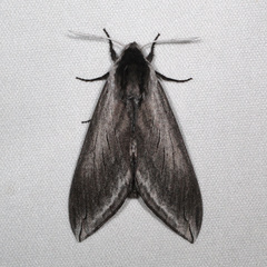 Sphinx perelegans