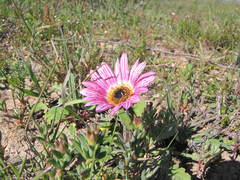 Arctotis bellidifolia
