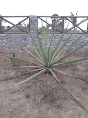 Agave tequilana