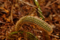 Acanthocereus oaxacensis