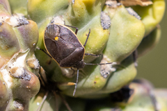 Chlorochroa opuntiae