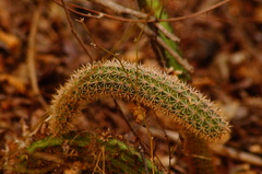 Acanthocereus oaxacensis