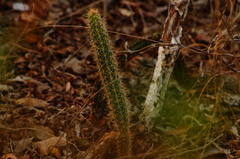 Acanthocereus oaxacensis