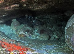 Epinephelus daemelii