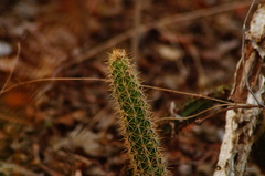 Acanthocereus oaxacensis