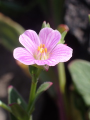 Calandrinia breweri