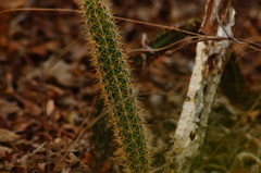 Acanthocereus oaxacensis