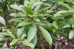 Pouteria campechiana